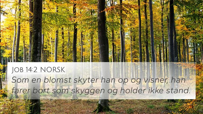 Job 14:2 NORSK Bible Verse Image