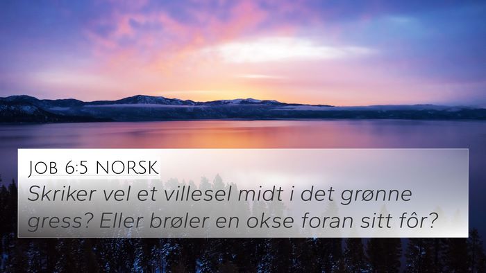 Job 6:5 NORSK Bible Verse Image