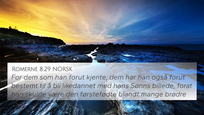 Romerne 8:29 NORSK Bible Verse Image
