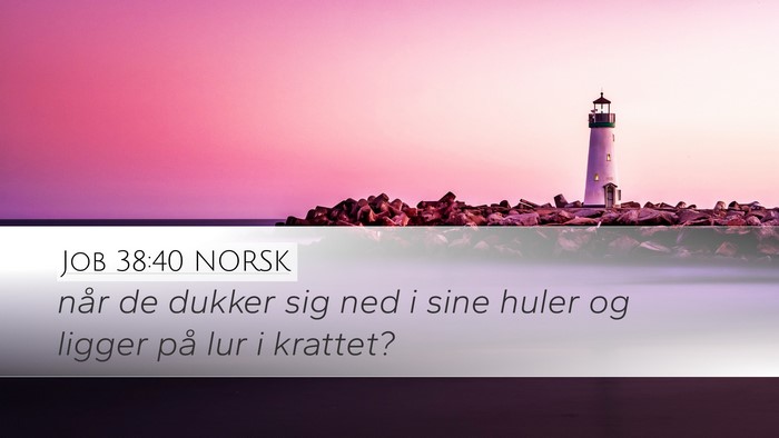 Job 38:40 NORSK Bible Verse Image