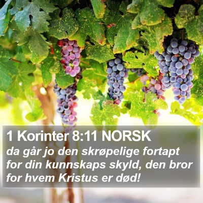 1 Korinter 8:11 NORSK Bible Verse Image