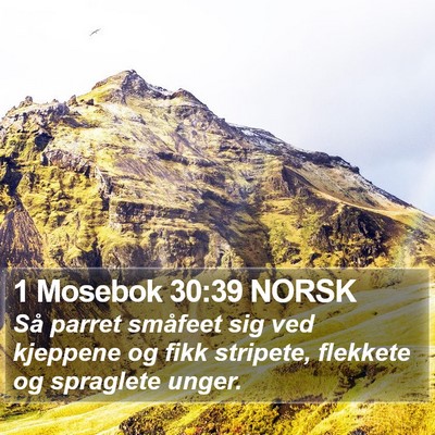 1 Mosebok 30:39 NORSK Bible Verse Image