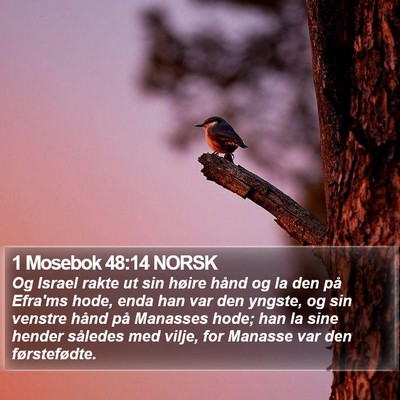 1 Mosebok 48:14 NORSK Bible Verse Image