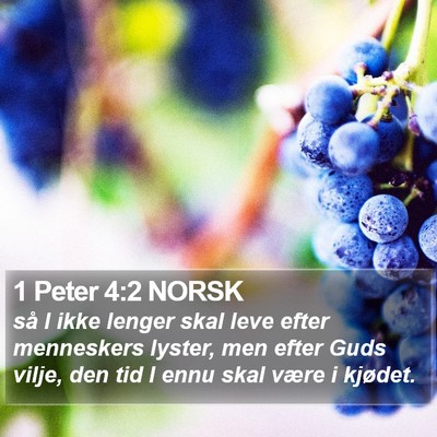 1 Peter 4:2 NORSK Bible Verse Image