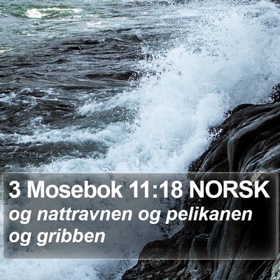3 Mosebok 11:18 NORSK Bible Verse Image