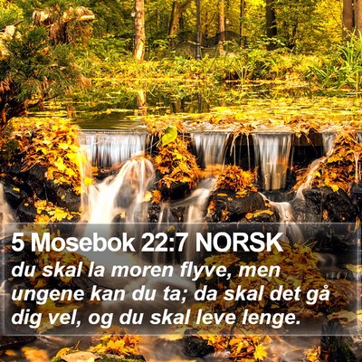 5 Mosebok 22:7 NORSK Bible Verse Image