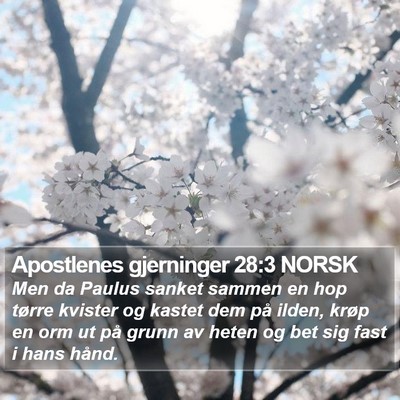 Apostlenes gjerninger 28:3 NORSK Bible Verse Image