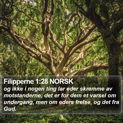 Filipperne 1:28 NORSK Bible Verse Image
