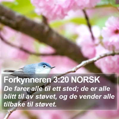 Forkynneren 3:20 NORSK Bible Verse Image