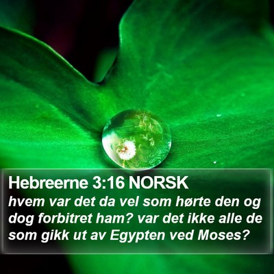 Hebreerne 3:16 NORSK Bible Verse Image
