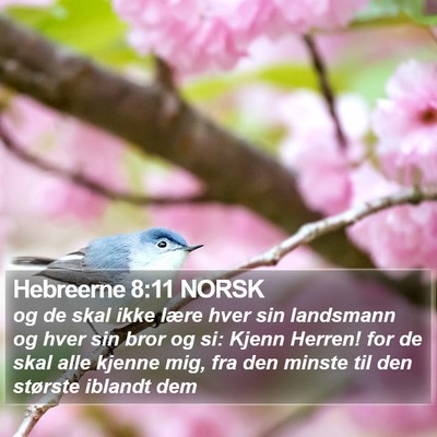 Hebreerne 8:11 NORSK Bible Verse Image