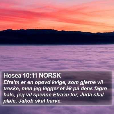 Hosea 10:11 NORSK Bible Verse Image