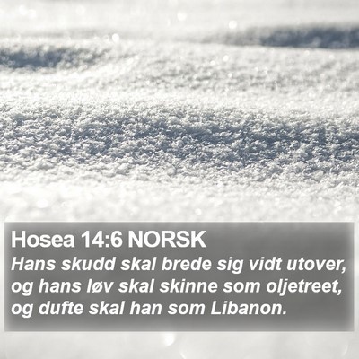 Hosea 14:6 NORSK Bible Verse Image