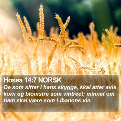 Hosea 14:7 NORSK Bible Verse Image