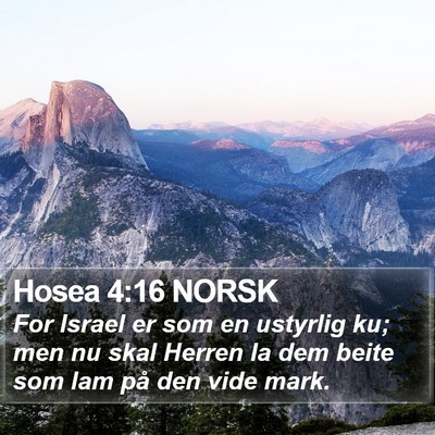 Hosea 4:16 NORSK Bible Verse Image