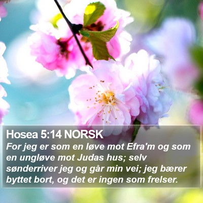 Hosea 5:14 NORSK Bible Verse Image