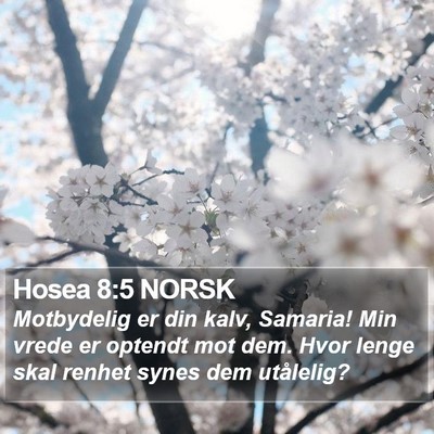 Hosea 8:5 NORSK Bible Verse Image