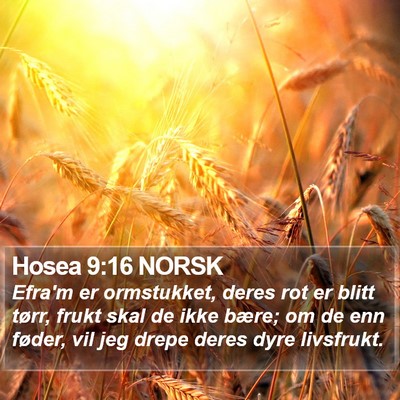 Hosea 9:16 NORSK Bible Verse Image