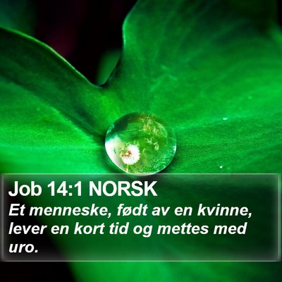 Job 14:1 NORSK Bible Verse Image