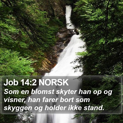 Job 14:2 NORSK Bible Verse Image