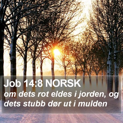 Job 14:8 NORSK Bible Verse Image