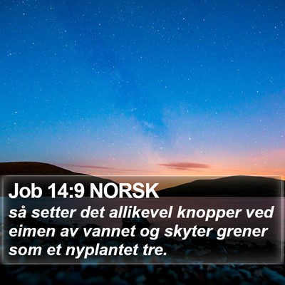 Job 14:9 NORSK Bible Verse Image