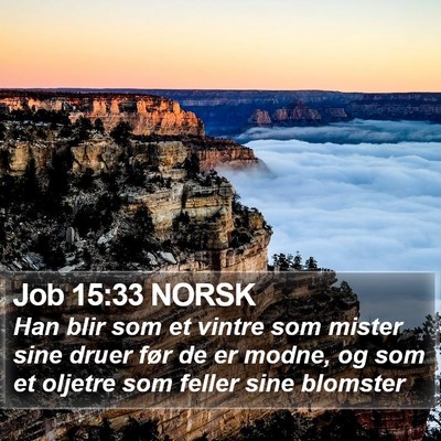 Job 15:33 NORSK Bible Verse Image