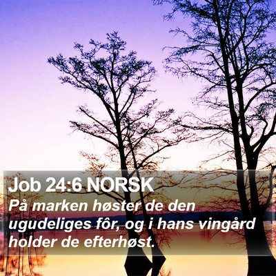Job 24:6 NORSK Bible Verse Image
