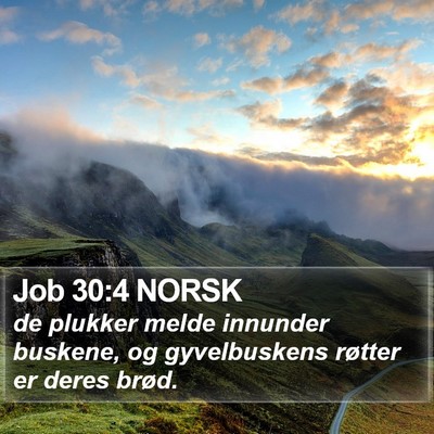 Job 30:4 NORSK Bible Verse Image