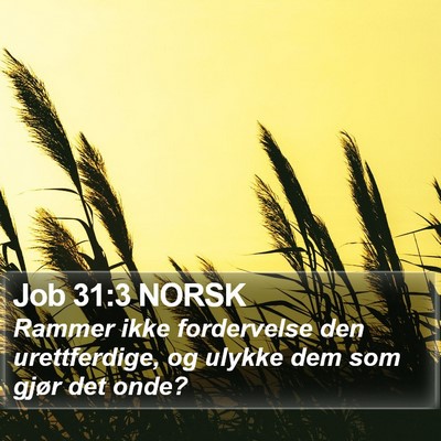 Job 31:3 NORSK Bible Verse Image