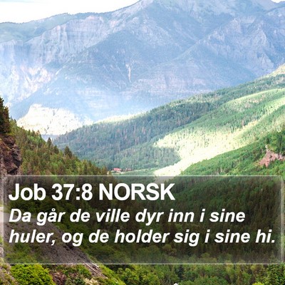 Job 37:8 NORSK Bible Verse Image
