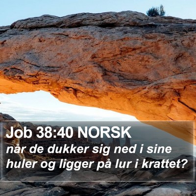 Job 38:40 NORSK Bible Verse Image