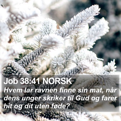 Job 38:41 NORSK Bible Verse Image