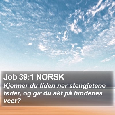 Job 39:1 NORSK Bible Verse Image