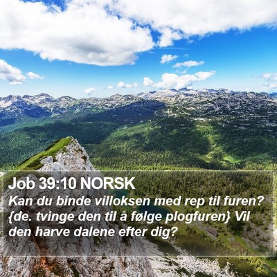 Job 39:10 NORSK Bible Verse Image