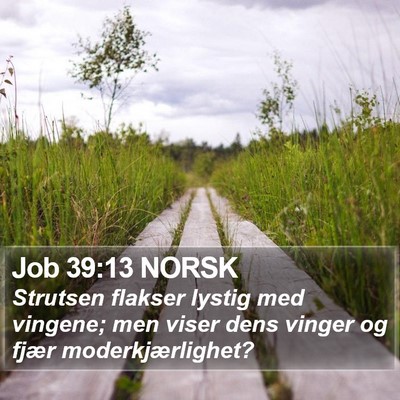 Job 39:13 NORSK Bible Verse Image