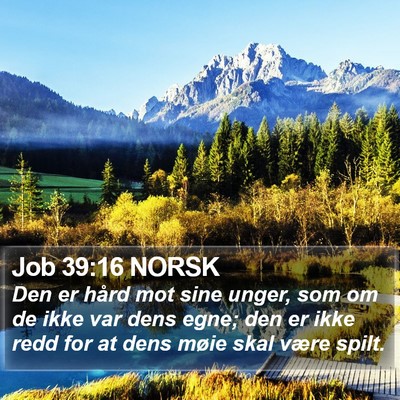 Job 39:16 NORSK Bible Verse Image