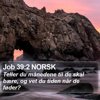 Job 39:2 NORSK Bible Verse Image