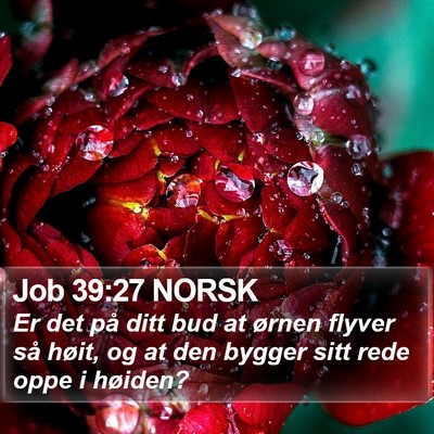 Job 39:27 NORSK Bible Verse Image