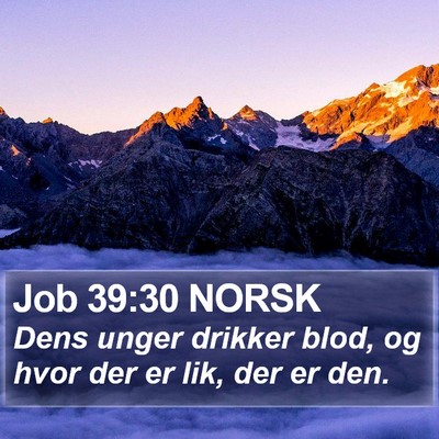 Job 39:30 NORSK Bible Verse Image