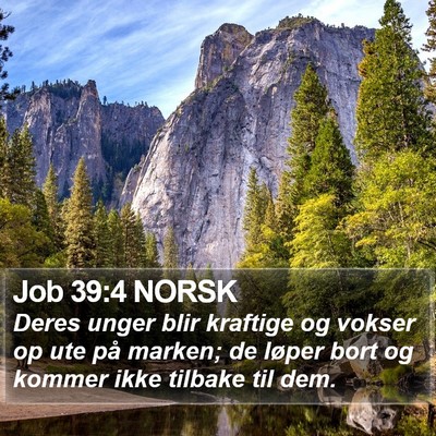 Job 39:4 NORSK Bible Verse Image