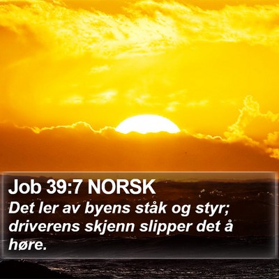 Job 39:7 NORSK Bible Verse Image