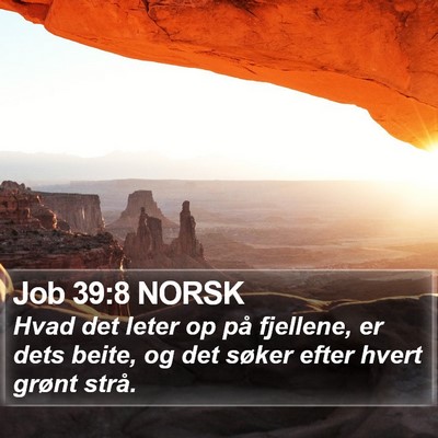 Job 39:8 NORSK Bible Verse Image