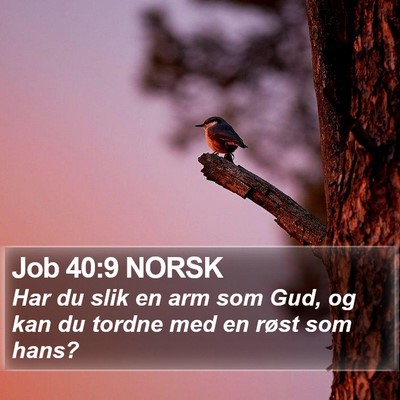 Job 40:9 NORSK Bible Verse Image