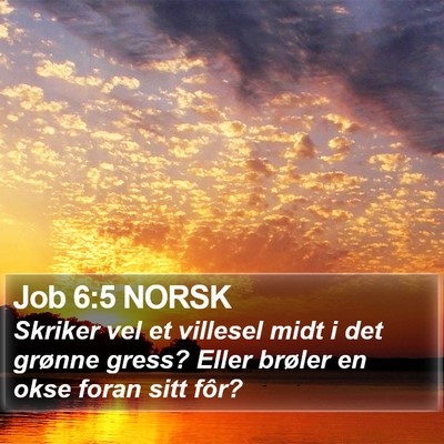 Job 6:5 NORSK Bible Verse Image