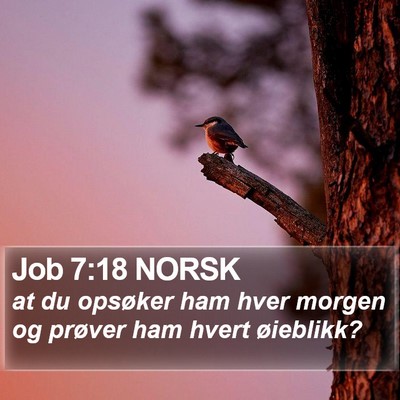 Job 7:18 NORSK Bible Verse Image