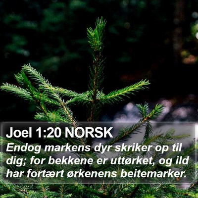 Joel 1:20 NORSK Bible Verse Image