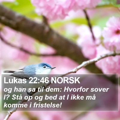 Lukas 22:46 NORSK Bible Verse Image