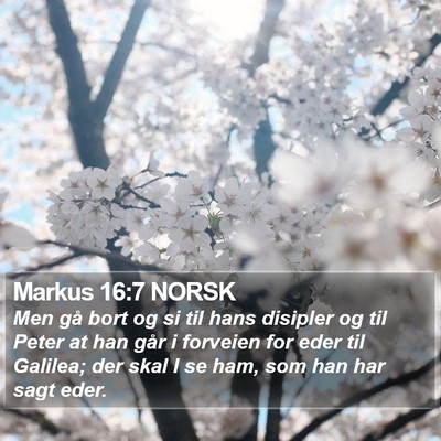 Markus 16:7 NORSK Bible Verse Image