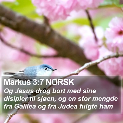 Markus 3:7 NORSK Bible Verse Image